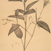Maranta arundinacea