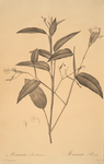 Maranta arundinacea