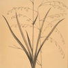 Anthericum milleflorum