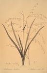 Anthericum milleflorum