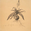 Lachenalia lanceaefolia