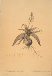 Lachenalia lanceaefolia