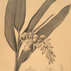 Globba nutans
