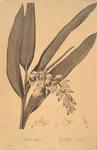 Globba nutans