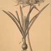 Amaryllis aurea