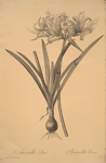 Amaryllis aurea