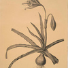 Amaryllis Broussonetii