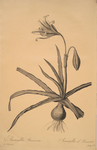 Amaryllis Broussonetii