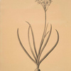 Ornithogalum arabicum