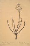 Ornithogalum arabicum