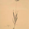 Ixia dubia