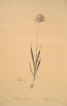 Ixia dubia