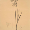 Gladiolus carneus