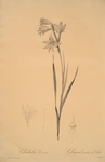 Gladiolus carneus