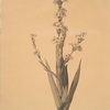 Sisyrinchium striatum