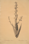 Sisyrinchium striatum