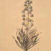 Fritillaria persica