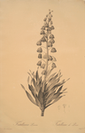 Fritillaria persica