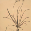 Allium fragrans