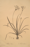 Allium fragrans