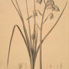 Albuca major