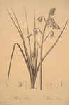 Albuca major