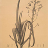 Albuca cornuta