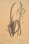 Albuca cornuta