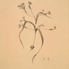 Moraea sordescens