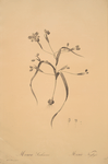 Moraea sordescens