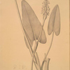 Pontederia cordata