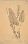 Pontederia cordata