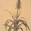 Pitcairnia latifolia