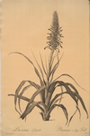 Pitcairnia latifolia