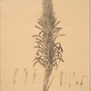 Pitcairnia latifolia