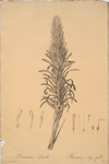 Pitcairnia latifolia