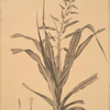 Pitcairnia bromeliaefolia