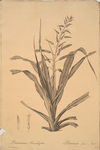 Pitcairnia bromeliaefolia