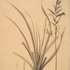 Pitcairnia angustifolia