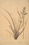 Pitcairnia angustifolia