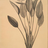 Strelitzia Reginae