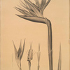 Strelitzia Reginae