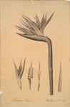 Strelitzia Reginae