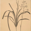 Dianella caerulea