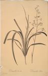 Dianella caerulea