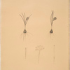 Crocus minimus