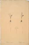 Crocus minimus