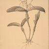 Epidendrum ciliare