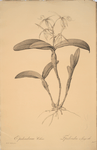 Epidendrum ciliare