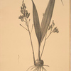 Limodorum purpureum